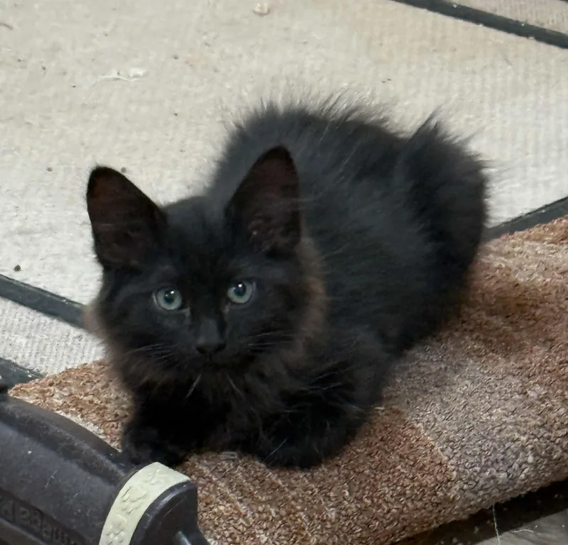 Salem thumbnail 2