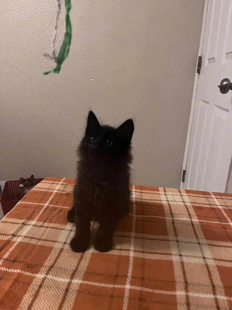 Salem thumbnail 3