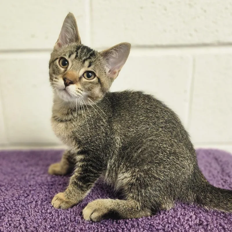 A baby small-sized male Gray / Blue / Silver Domestic Short Hair cat named Ryker for adoption in Denison, TX