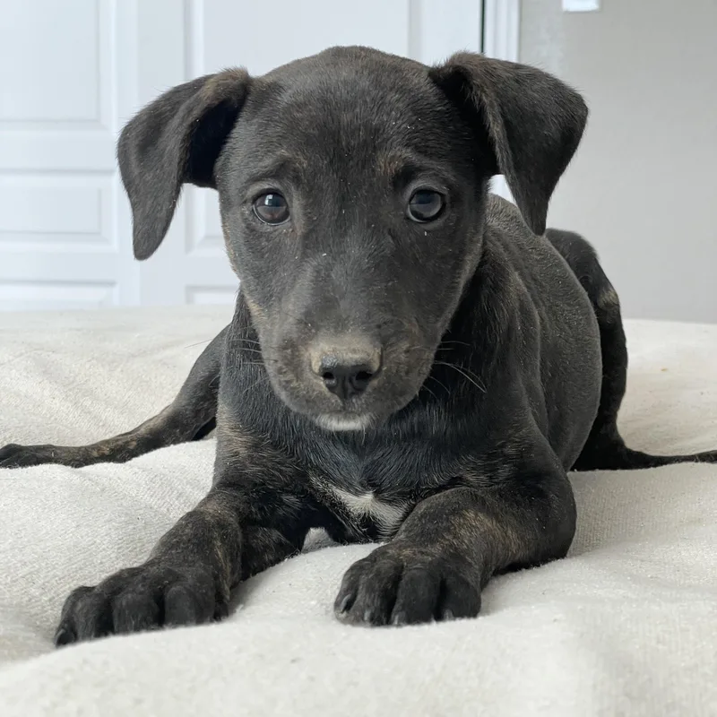 Darling Artesia thumbnail 2