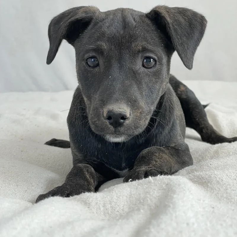 Darling Artesia thumbnail 3