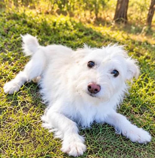 A young small-sized female White / Cream Standard Poodle dog named Maxine for adoption in Foley, AL