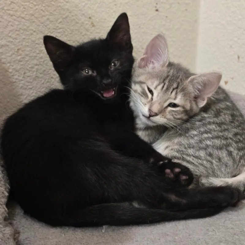 A baby small-sized male Black Domestic Short Hair cat named Pozole for adoption in Long Beach, CA