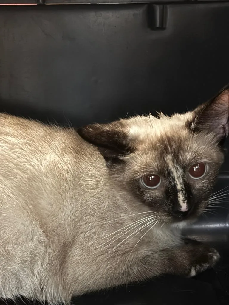 A young large-sized female Domestic Short Hair cat named Popsicle for adoption in New Braunfels, TX