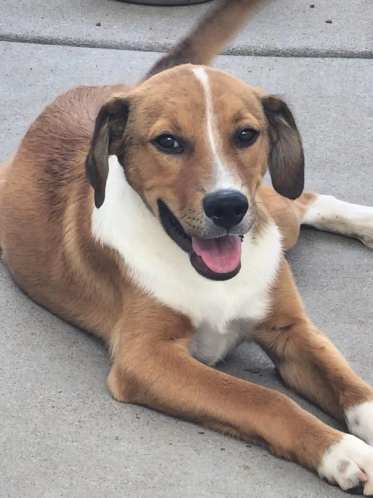 A baby medium-sized male Australian Cattle Dog / Blue Heeler dog named Kekoa for adoption in Fort Lupton, CO