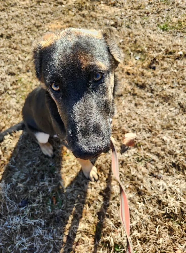 A young large-sized female Belgian Shepherd / Malinois dog named Sassafras for adoption in West Richland, WA