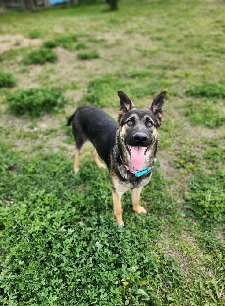 Sassafras thumbnail 2