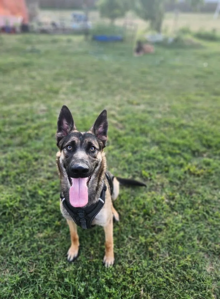 Sassafras thumbnail 3