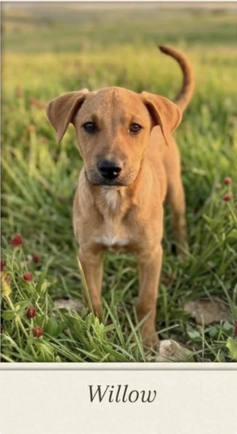 A young medium-sized female Apricot / Beige Labrador Retriever dog named Christie Willow for adoption in Semmes, AL