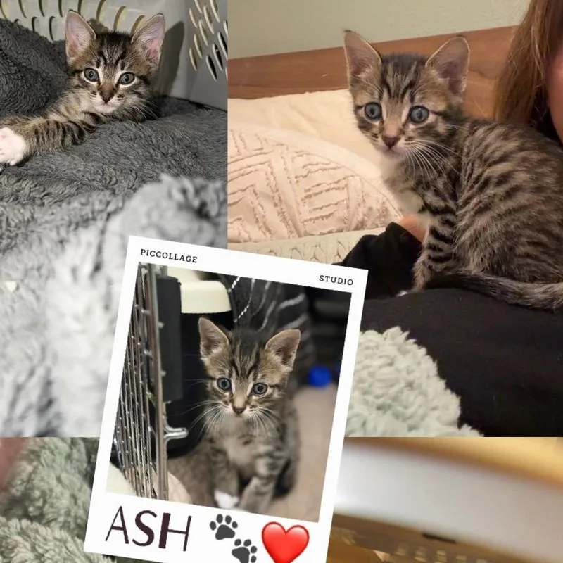 A baby medium-sized male Tabby (Brown / Chocolate) Tabby cat named Ash for adoption in Tampa, FL