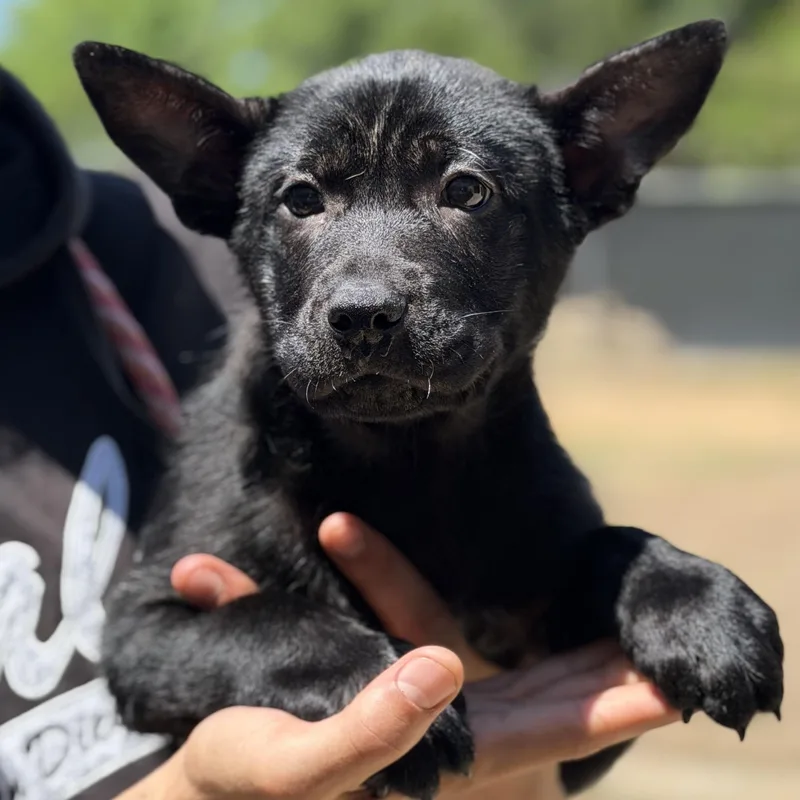 A baby large-sized female Black Mixed Breed dog named Stella Arriving In for adoption in Berwick, ME