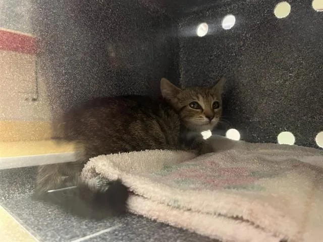 A baby small-sized female Domestic Short Hair cat named Itty Bitty for adoption in Colorado Springs, CO