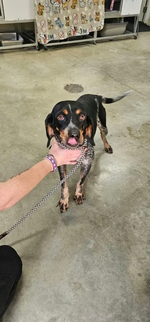 A young medium-sized female Bluetick Coonhound dog named Benelli for adoption in Greensburg, IN