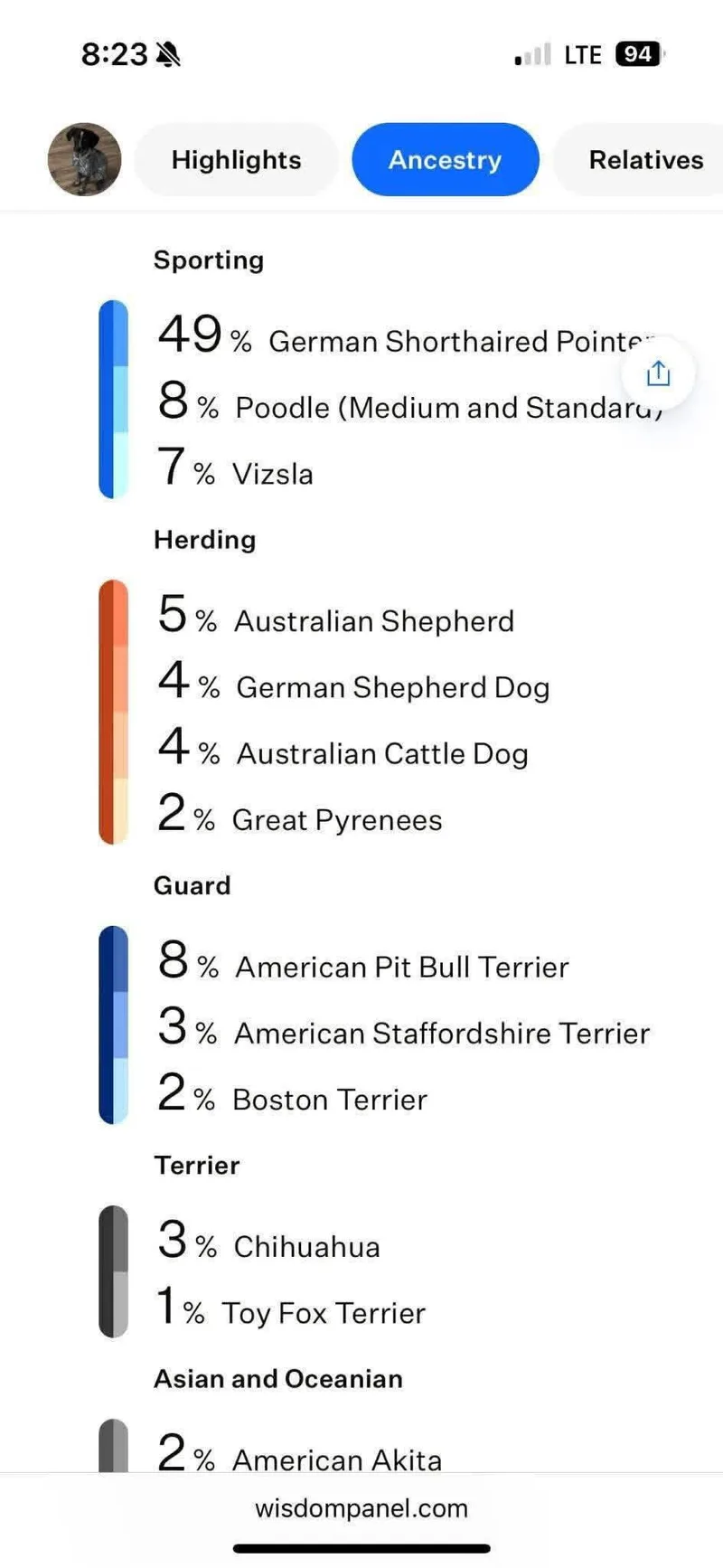 A young medium-sized female German Wirehaired Pointer dog named Marley for adoption in New London, WI