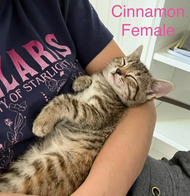 A baby small-sized female Domestic Medium Hair cat named Cinnamon for adoption in Darien, GA