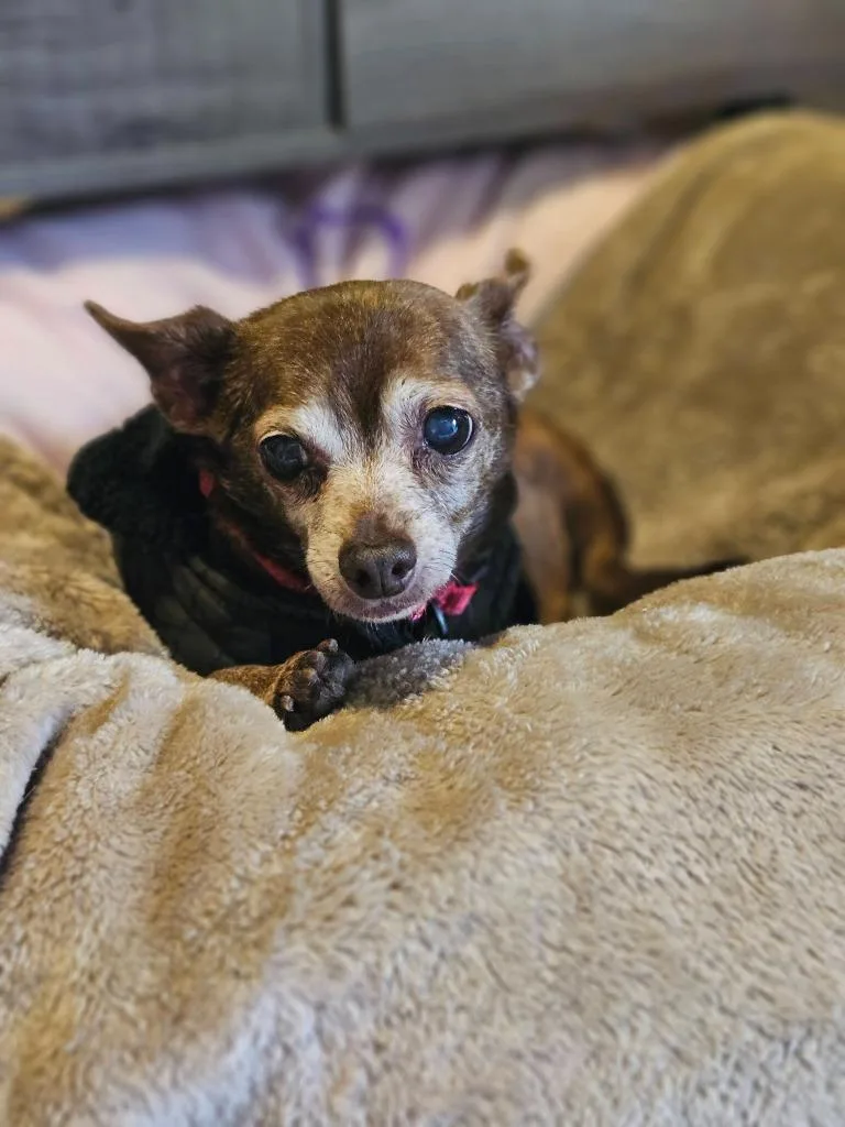 Peanut thumbnail 3