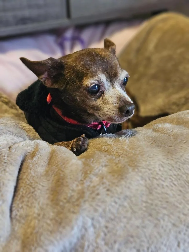 Peanut thumbnail 6