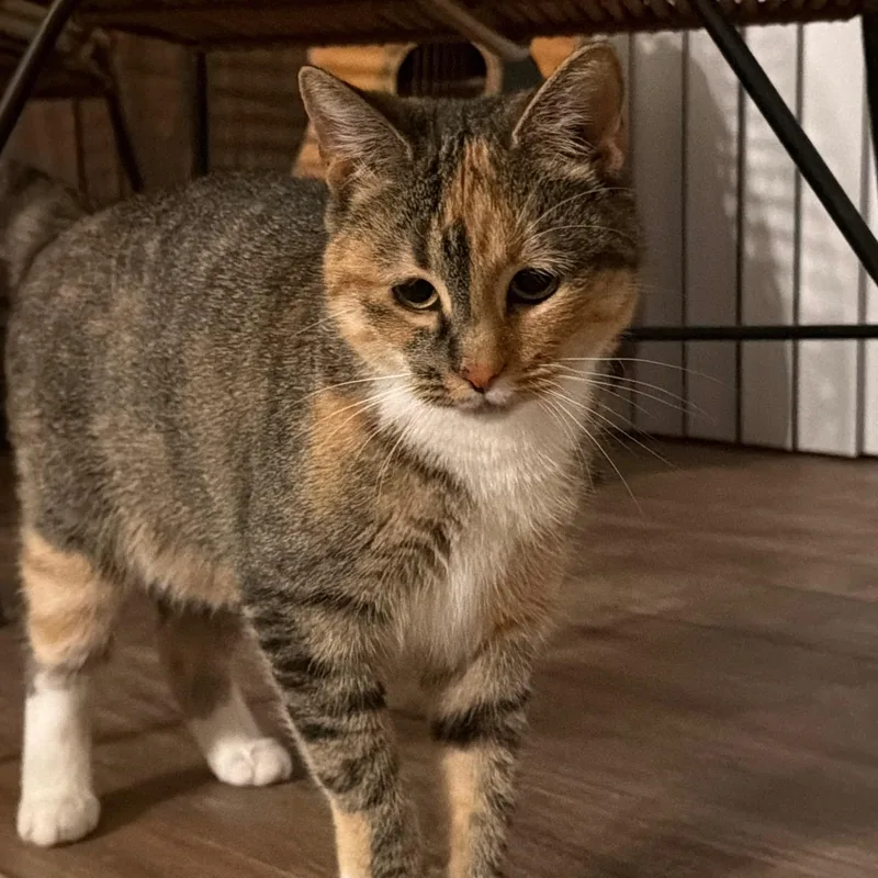 A young medium-sized female Torbie cat named Brie for adoption in Tampa, FL