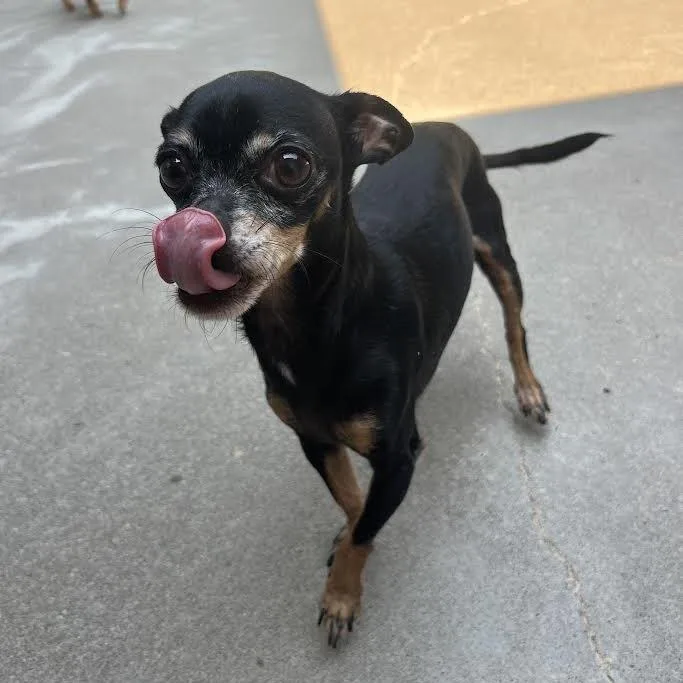 An adult small-sized female Black Chihuahua dog named Matilda for adoption in Manhattan, KS