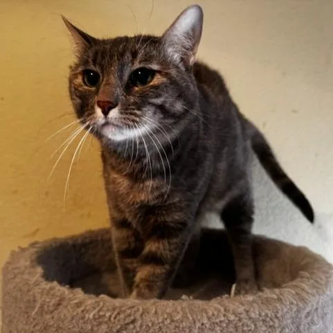 An adult extra large-sized female Calico Domestic Short Hair cat named Luna for adoption in Prosper, TX
