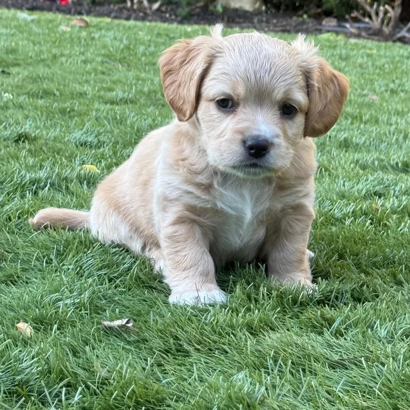 A baby medium-sized male Yellow / Tan / Blond / Fawn Labrador Retriever dog named Jagger for adoption in Point Richmond, CA