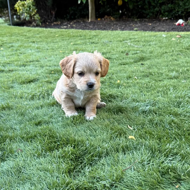 Jagger thumbnail 2