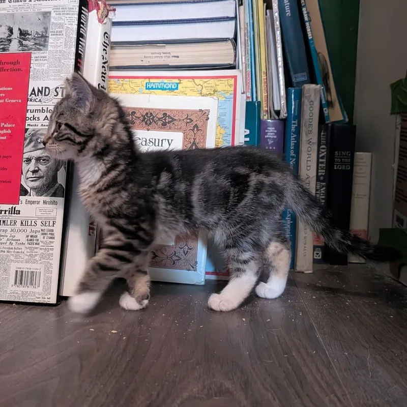 A baby medium-sized female Calico Domestic Short Hair cat named Creamsicle and or Popsicle for adoption in Pendleton, OR