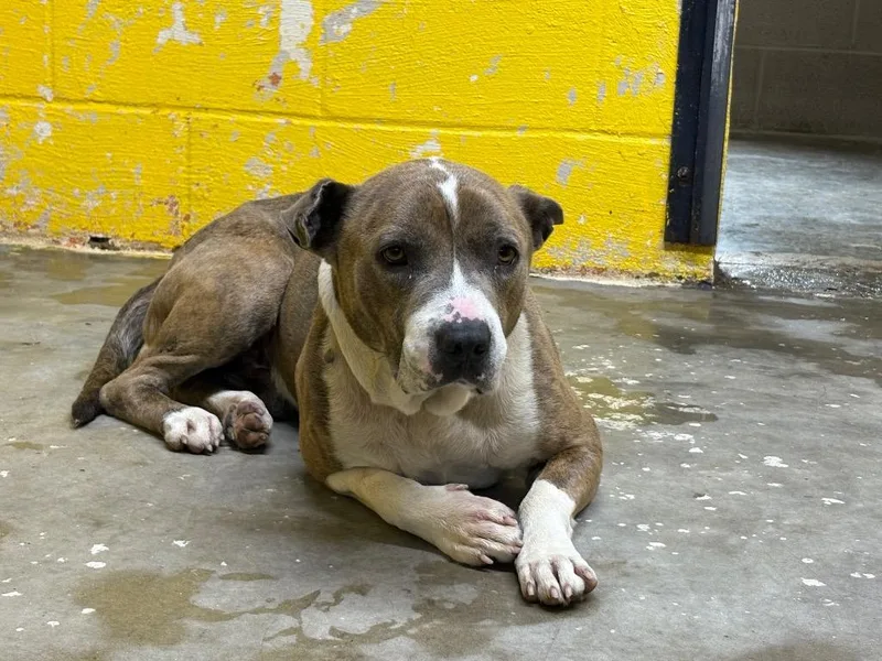 An adult medium-sized male Pit Bull Terrier dog named Mike Tyson for adoption in Murray, KY