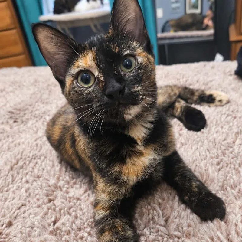 A young small-sized female Tortoiseshell Domestic Short Hair cat named Scrunchie for adoption in Fairway, KS
