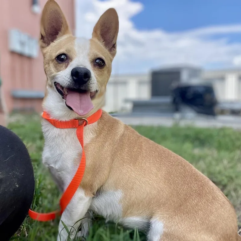 An adult small-sized female Yellow / Tan / Blond / Fawn Chihuahua dog named Lucy for adoption in Wimberley, TX