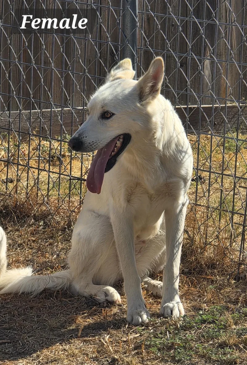 A baby extra large-sized female Great Pyrenees dog named Bella for adoption in Dripping Springs, TX