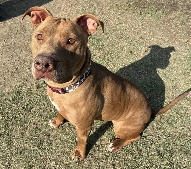 An adult large-sized female Pit Bull Terrier dog named Kahlua for adoption in Riverside, CA