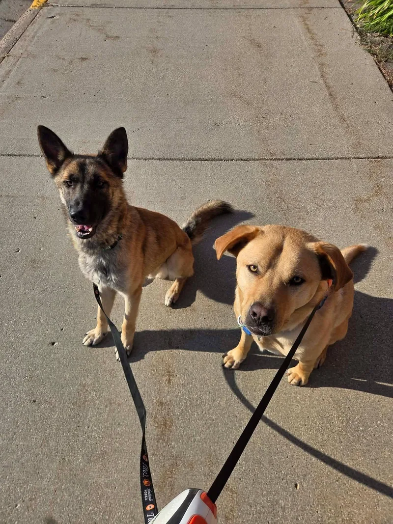 An adult medium-sized male German Shepherd Dog dog named Bruce for adoption in Grand Forks, ND