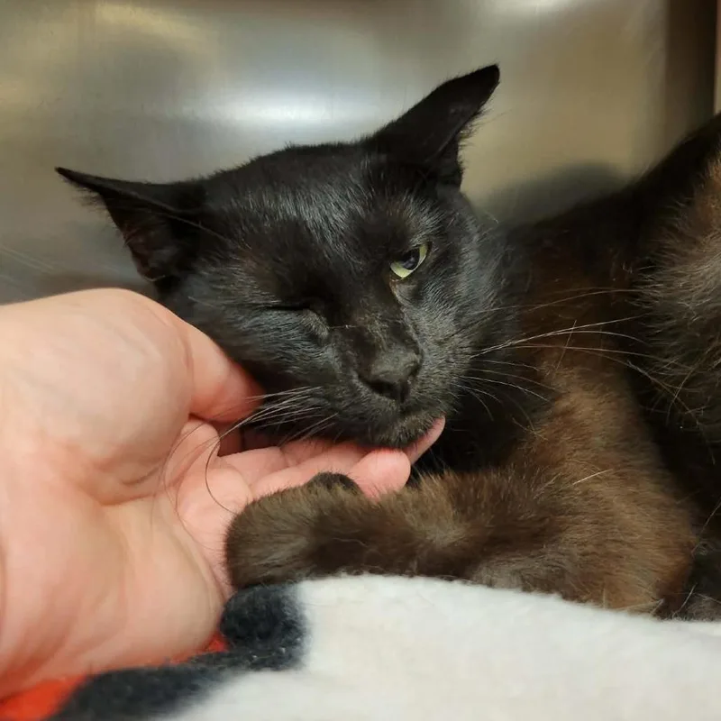 A young medium-sized female Black Domestic Short Hair cat named Ladyfingers for adoption in Columbia, MO