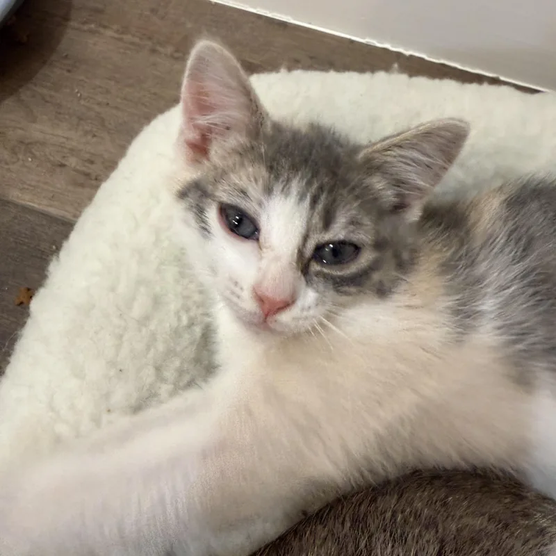 A baby small-sized female Dilute Calico cat named Ruby for adoption in Bentonville, AR