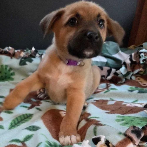 A baby small-sized male Brown / Chocolate Mixed Breed dog named Zero for adoption in Toms River, NJ