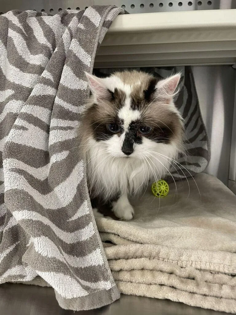 A young medium-sized female Ragdoll cat named Princess Gracie May for adoption in Minot, ND
