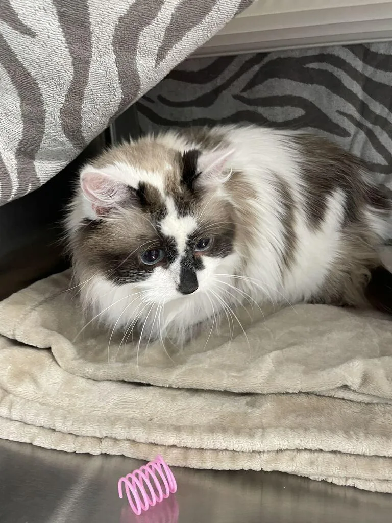 Princess Gracie May thumbnail 2