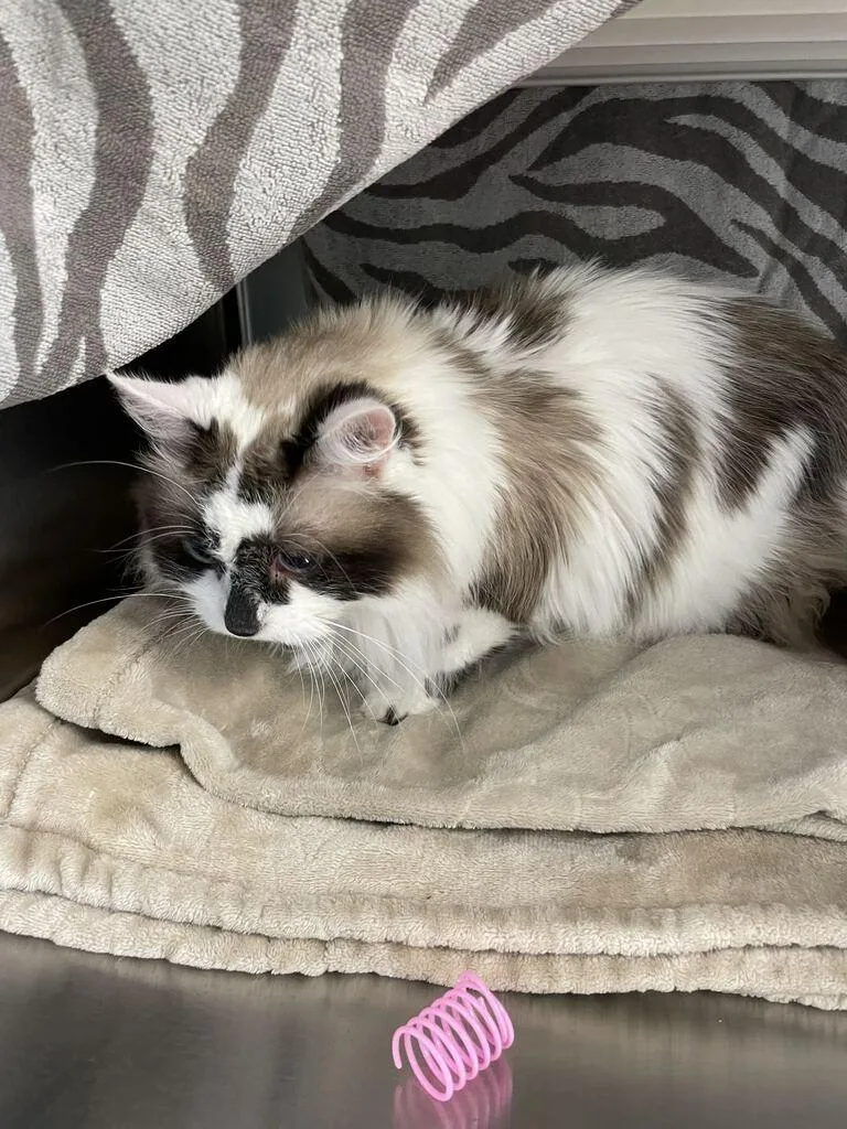 Princess Gracie May thumbnail 3