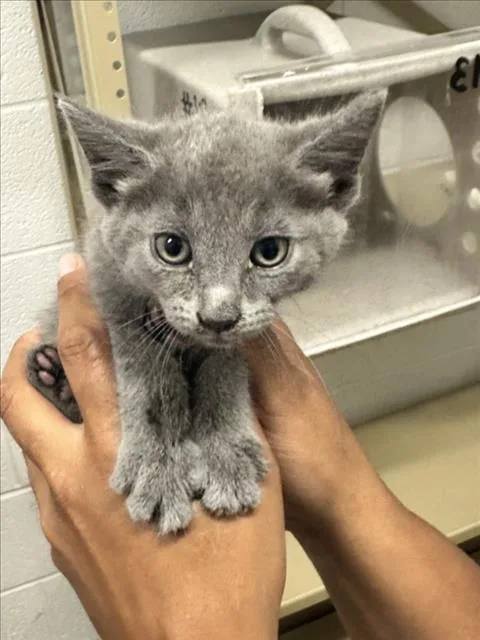 A baby small-sized male Domestic Short Hair cat named Exhaust for adoption in Derwood, MD