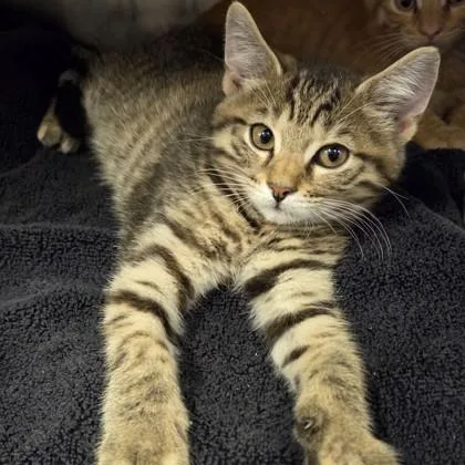 A baby small-sized female Domestic Short Hair cat named Sundance for adoption in Voorhees, NJ