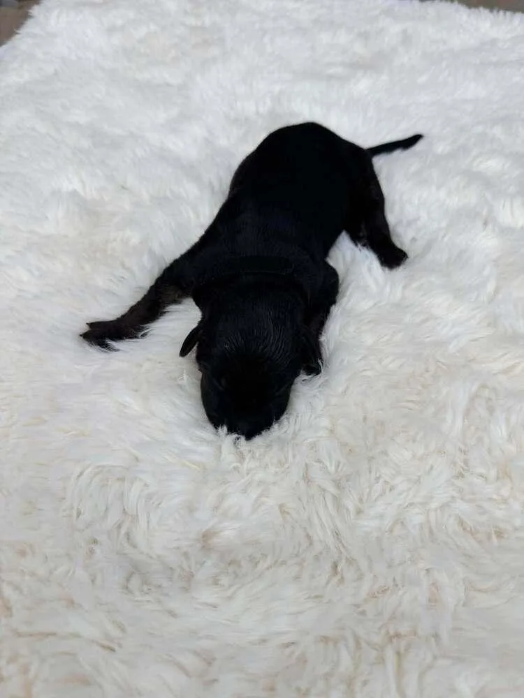 A baby small-sized female Tricolor (Brown, Black, & White) Belgian Shepherd / Malinois dog named New Light Litter Zenith for adoption in Imlay City, MI