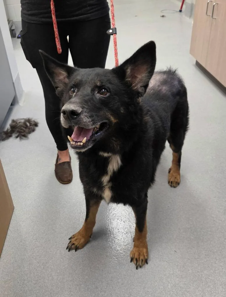 A senior large-sized male German Shepherd Dog dog named Rufus for adoption in Chillicothe, OH
