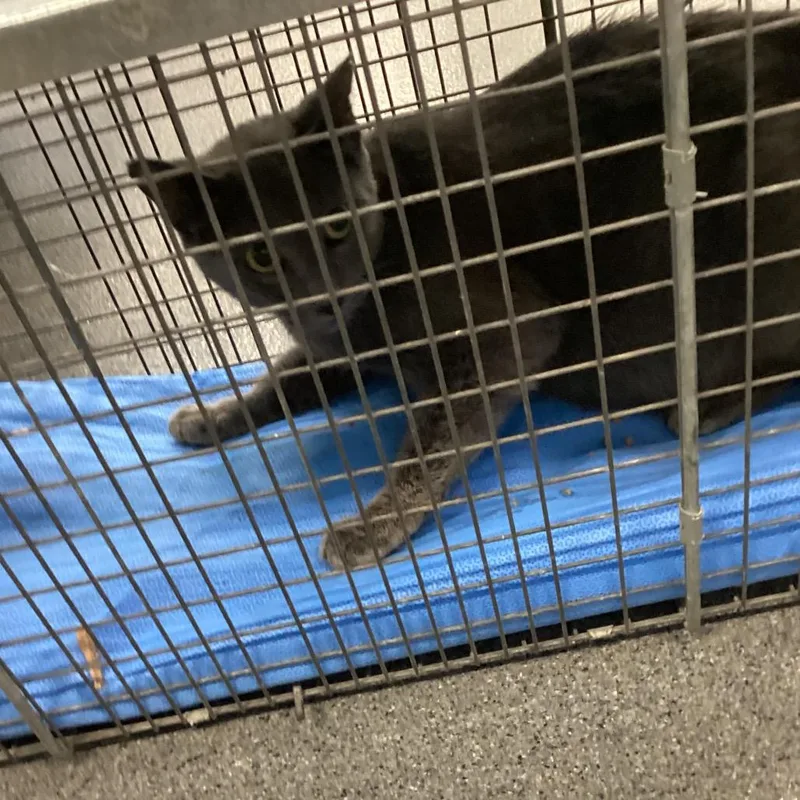 A baby small-sized female Gray / Blue / Silver Domestic Short Hair cat named Jenny for adoption in Montgomery, AL