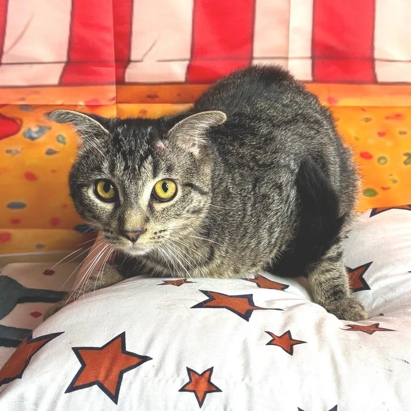 A young medium-sized male Domestic Medium Hair cat named Fork for adoption in Brownsboro, AL