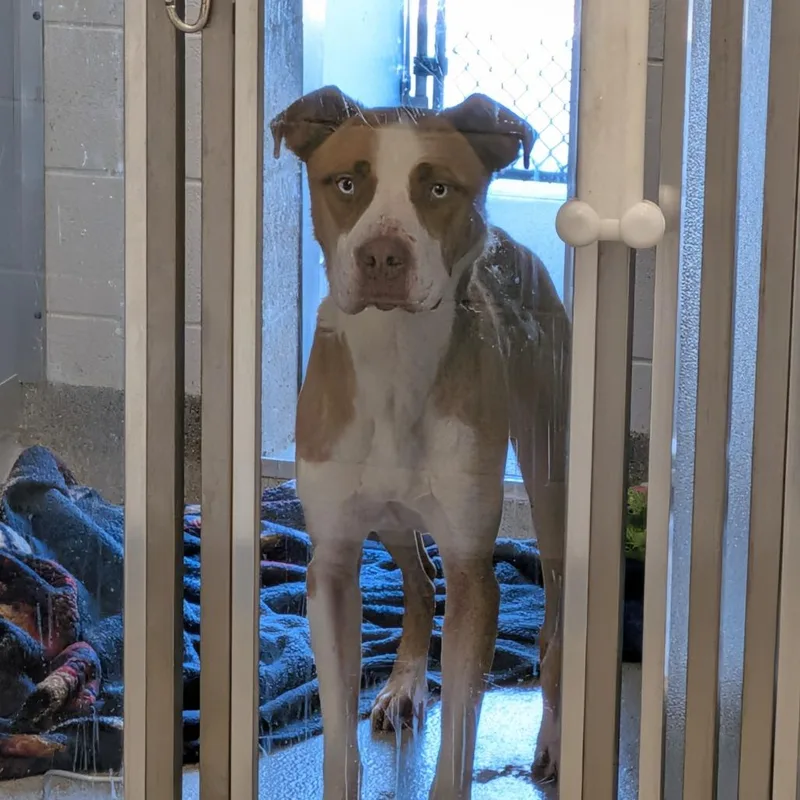 An adult medium-sized male Brown / Chocolate Pit Bull Terrier dog named Dudley for adoption in Matteson, IL
