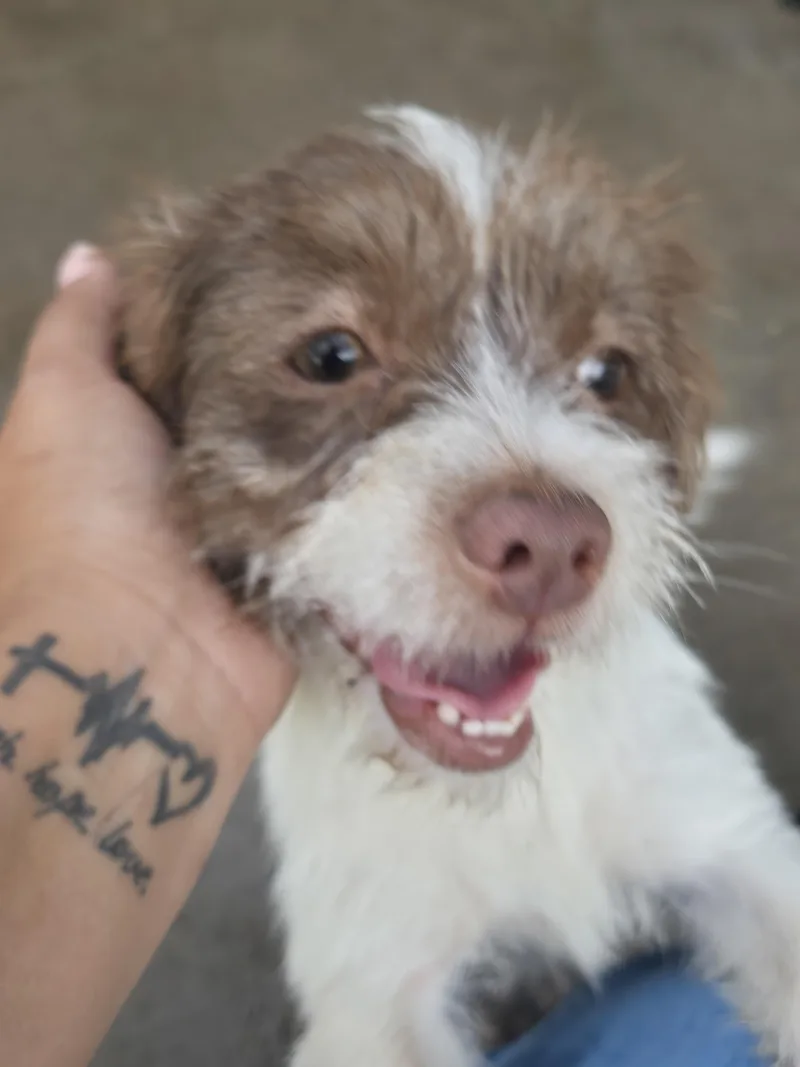 A young small-sized female Apricot / Beige Shih Tzu dog named Cathy for adoption in Edinburg, TX