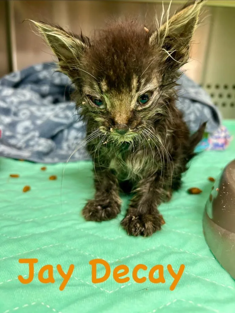 Jay Decay thumbnail 2