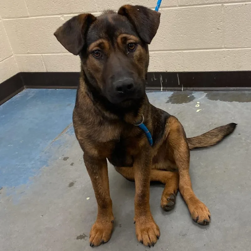 A young medium-sized male Black Mixed Breed dog named Rex for adoption in Memphis, TN