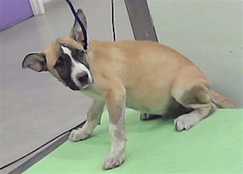 A baby small-sized male Staffordshire Bull Terrier dog named Gus for adoption in Houston, TX